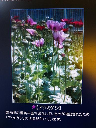 ケシの花.jpg